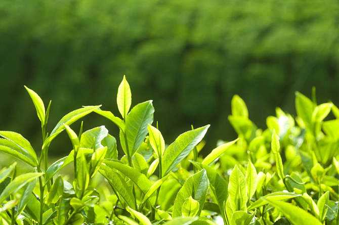 茶叶种类划分：各茶叶分类的代表茶有哪些？